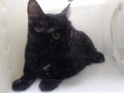 Shelter Stray Unknown Cat last seen Near BLOCK N JASMINE ST, DENVER CO 80220, 1241 W Bayaud Ave, Denver, CO 80223, USA
