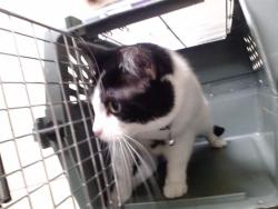 Shelter Stray Unknown Cat last seen Near BLOCK N JASMINE ST, DENVER CO 80220, 1241 W Bayaud Ave, Denver, CO 80223, USA