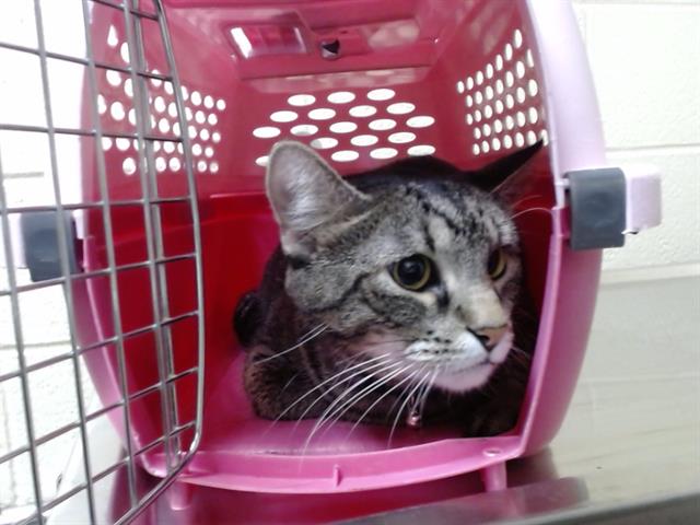 Shelter Stray Unknown Cat last seen Near BLOCK N JASMINE ST, DENVER CO 80220, 1241 W Bayaud Ave, Denver, CO 80223, USA