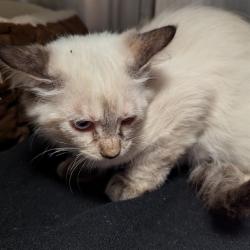 Shelter Stray Female Cat last seen CRESCENT PLUMBING- 6614 OLIVE BLVD,63130, 10521 Baur Blvd, Olivette, MO 63132, USA