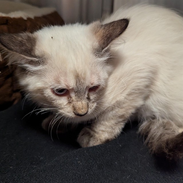 Shelter Stray Female Cat last seen CRESCENT PLUMBING- 6614 OLIVE BLVD,63130, 10521 Baur Blvd, Olivette, MO 63132, USA