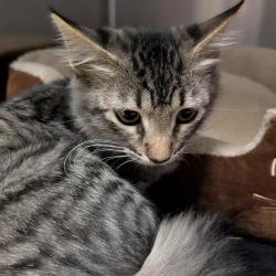 Shelter Stray Female Cat last seen CRESCENT PLUMBING- 6614 OLIVE BLVD, 10521 Baur Blvd, Olivette, MO 63132, USA