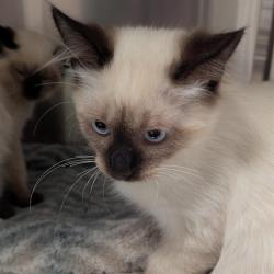 Shelter Stray Male Cat last seen CRESCENT PLUMBING- 6614 OLIVE BLVD, 10521 Baur Blvd, Olivette, MO 63132, USA