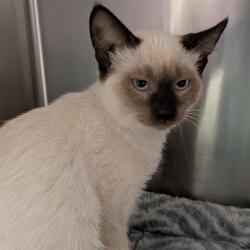 Shelter Stray Male Cat last seen CRESCENT PLUMBING- 6614 OLIVE BLVD, 10521 Baur Blvd, Olivette, MO 63132, USA