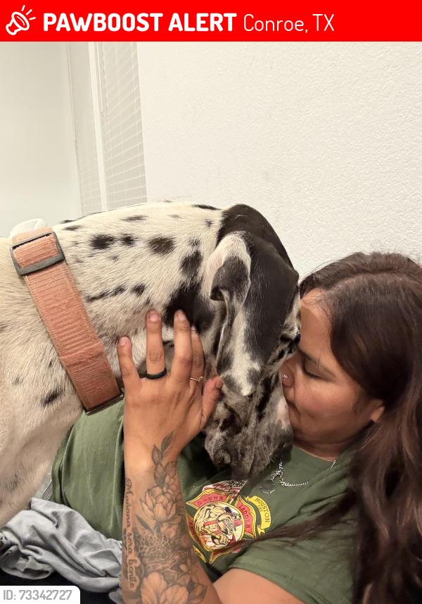 Lost Male Dog last seen Near windy cove in mavera, Conroe, TX 77302