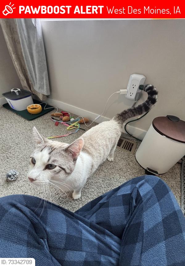 Lost Male Cat last seen Near the Chicken restaurant on S Orilla Road, West Des Moines, IA 50265