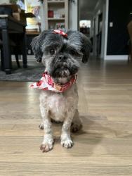 Lost Female Dog last seen Dellway villa rd, Nashville, TN 37207