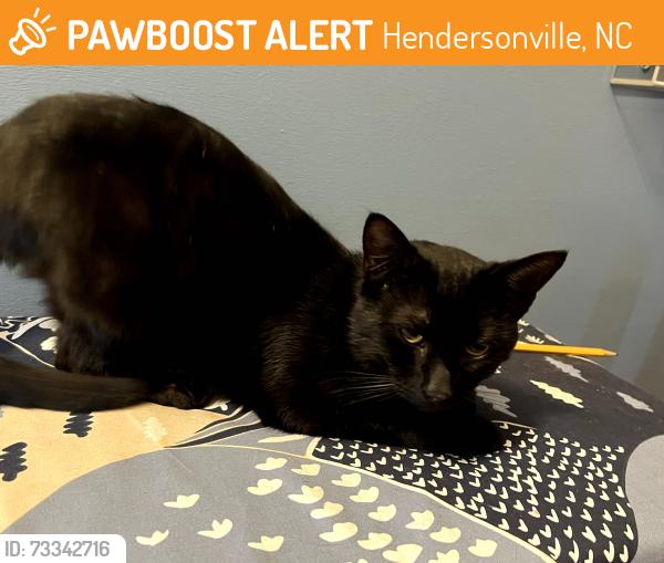 Found/Stray Female Cat last seen Broadway Street, Hendersonville, NC 28739