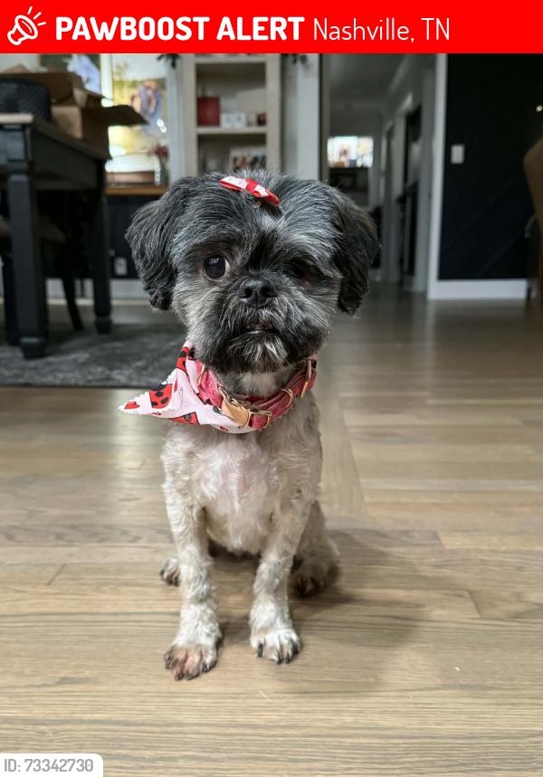 Lost Female Dog last seen Dellway villa rd, Nashville, TN 37207