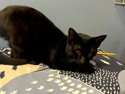 Found/Stray Female Cat last seen Broadway Street, Hendersonville, NC 28739