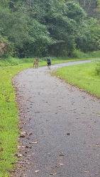 Found/Stray Male Dog last seen Bethabara Greenway paved trail behind Harris Teeter across from historic site., Winston-Salem, NC 27106