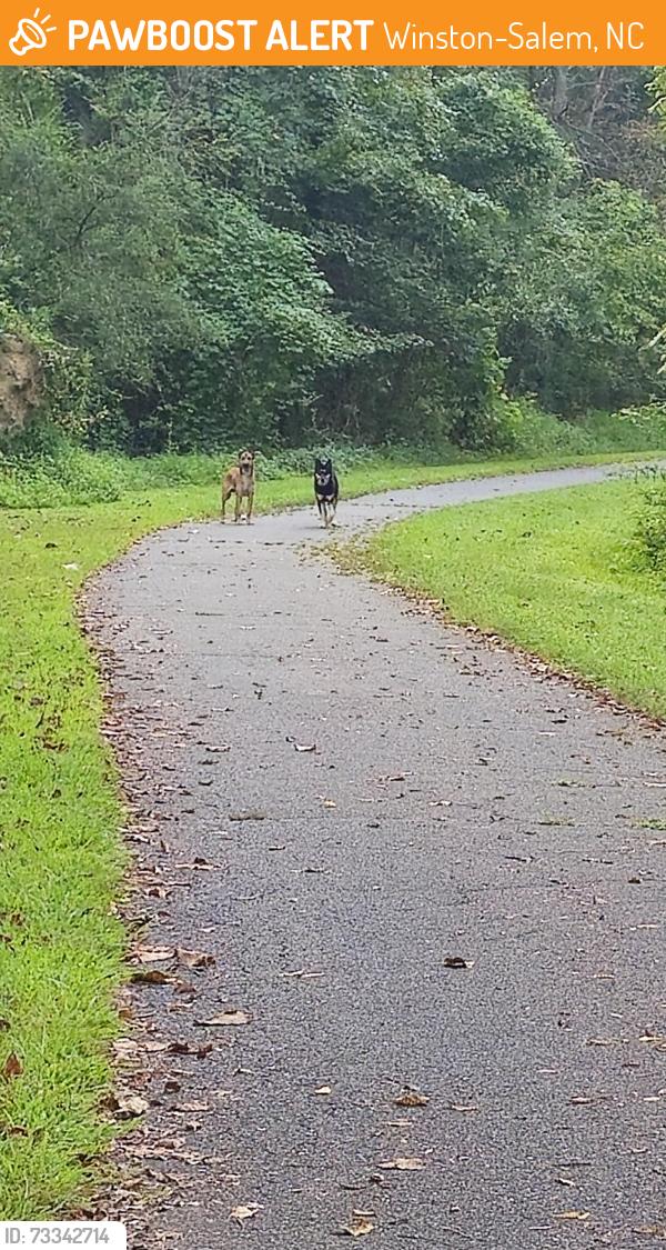 Found/Stray Male Dog last seen Bethabara Greenway paved trail behind Harris Teeter across from historic site., Winston-Salem, NC 27106