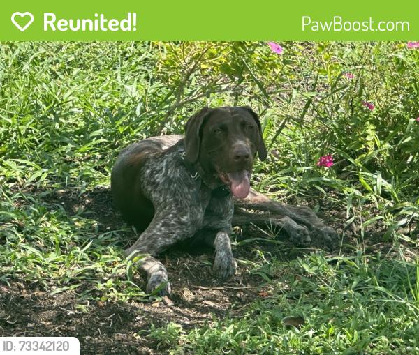 Reunited Female Dog last seen Gunnery Rd, Lehigh Acres, FL 33971