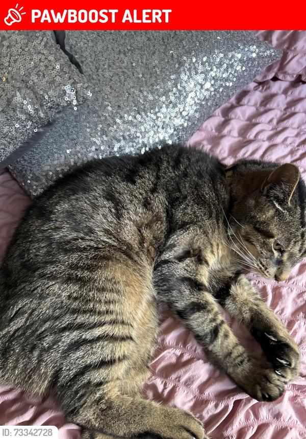 Lost Male Cat last seen Abbotsford street, Bainsford, Scotland FK2 7PW