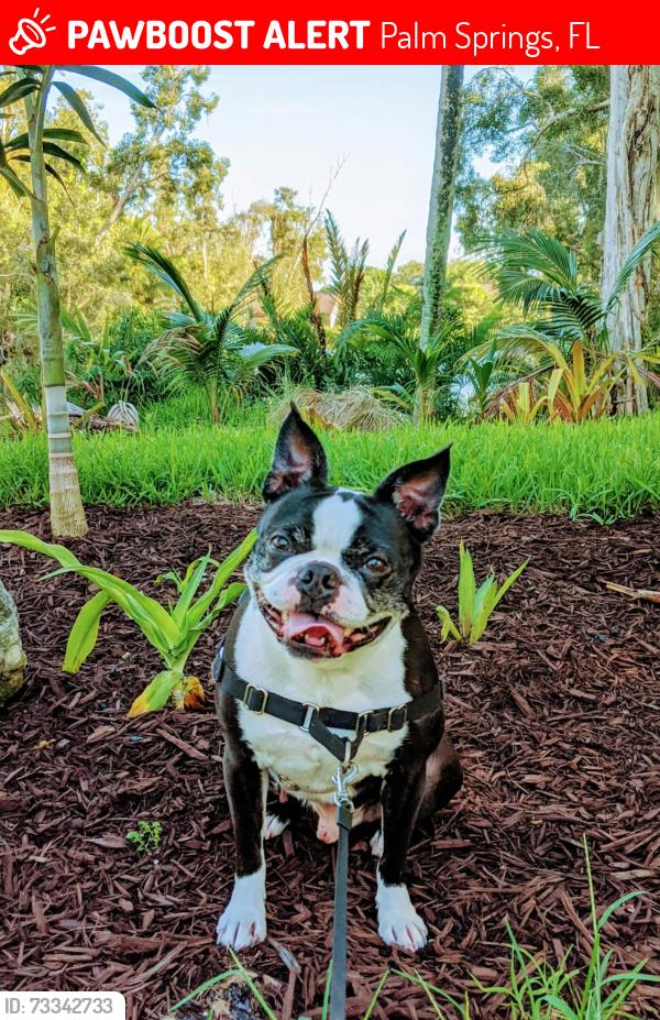 Lost Male Dog last seen Forest Hill between Kirk Rd and Davis, Palm Springs, FL 33406