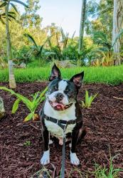 Lost Male Dog last seen Forest Hill between Kirk Rd and Davis, Palm Springs, FL 33406