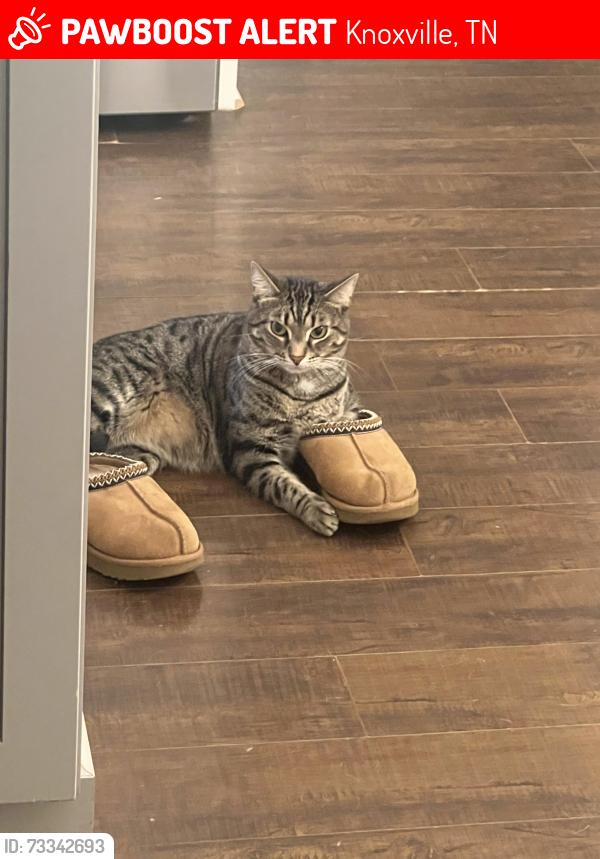 Lost Male Cat last seen Watt Rd and Kingston Pike/Hobbs Rd and Kingston Pike, Knoxville, TN 37934