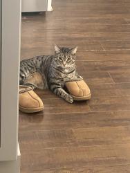 Lost Male Cat last seen Watt Rd and Kingston Pike/Hobbs Rd and Kingston Pike, Knoxville, TN 37934