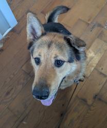 Reunited Male Dog last seen N Hardy Ave & Scarritt Ave, Independence, MO 64053