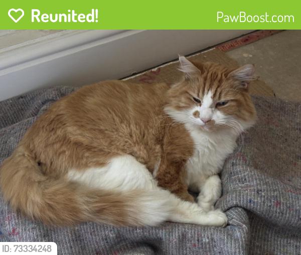 Reunited Unknown Cat last seen Grandpont Place, OX1 4NH, Oxfordshire, England OX1 4NH