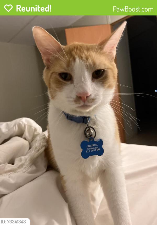 Reunited Male Cat last seen Royal Palm Ave, Florida 32433, USA, Walton County, FL 32433