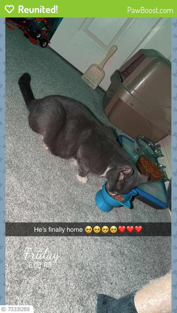 Reunited Male Cat last seen Near Utica st, Westminster, CO 80030