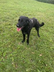 Found/Stray Male Dog last seen Near friendship Baptist church, Suwannee County, FL 32060