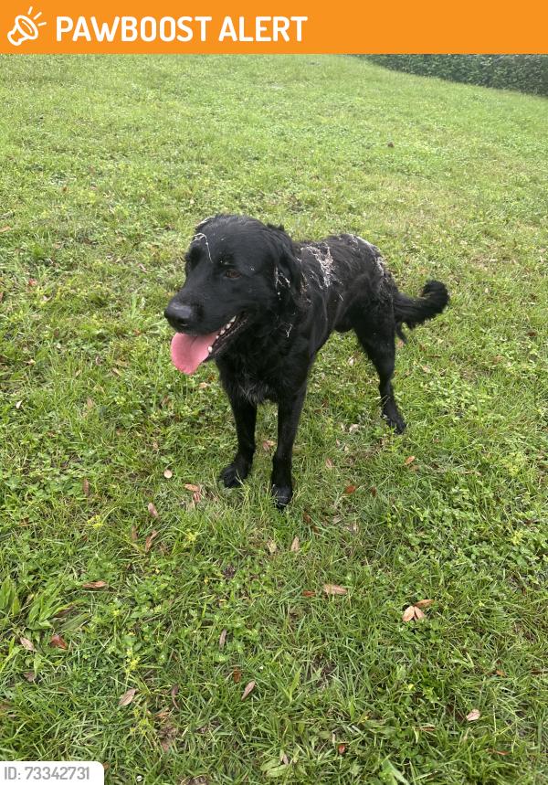 Found/Stray Male Dog last seen Near friendship Baptist church, Suwannee County, FL 32060