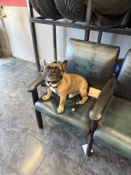 Lost Male Dog last seen Near kasim st, Opa-locka, FL 33054