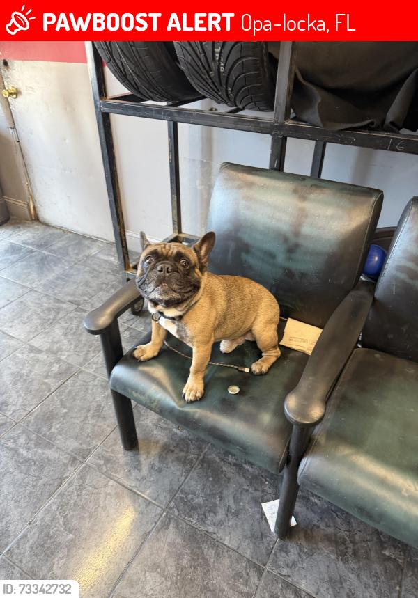 Lost Male Dog last seen Near kasim st, Opa-locka, FL 33054