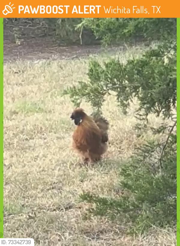 Rehomed Male Bird last seen Fairway Blvd., Wichita Falls, TX 76310
