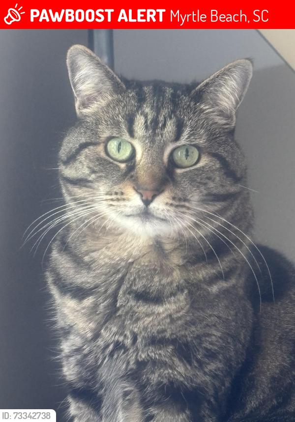 Lost Female Cat last seen Starlit way waterbridge, Myrtle Beach, SC 29579