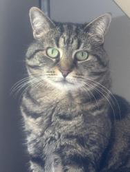 Lost Female Cat last seen Starlit way waterbridge, Myrtle Beach, SC 29579