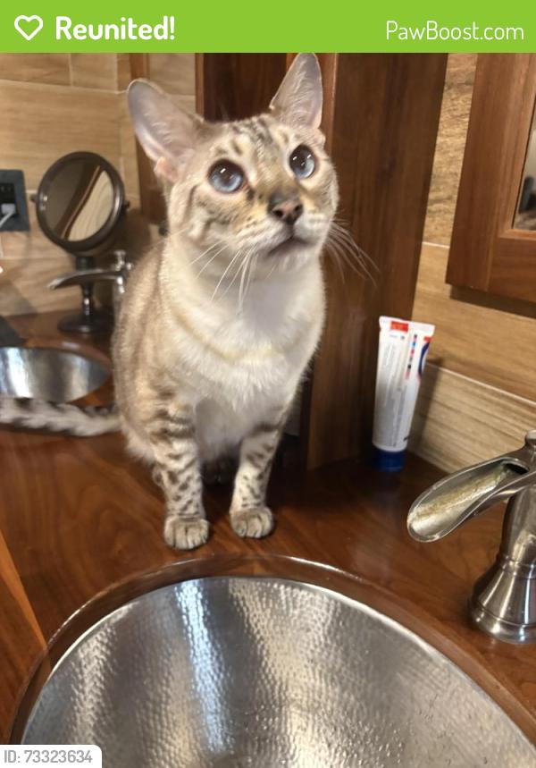 Reunited Male Cat last seen Ty 117…Bowen hill rd, Coventry, RI 02827
