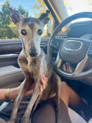 Found/Stray Female Dog last seen Mountville big springs rd Lagrange ga 30241, LaGrange, GA 30241