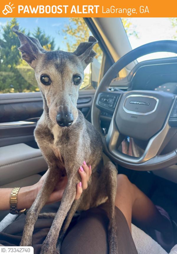 Found/Stray Female Dog last seen Mountville big springs rd Lagrange ga 30241, LaGrange, GA 30241