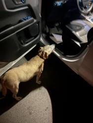 Found/Stray Unknown Dog last seen Preston, Morrisville, NC 27560