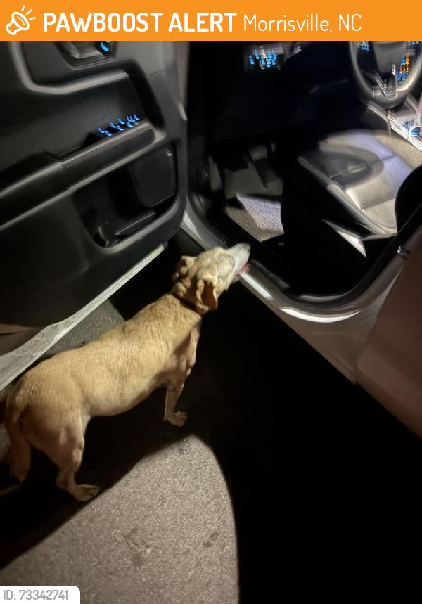 Found/Stray Unknown Dog last seen Preston, Morrisville, NC 27560