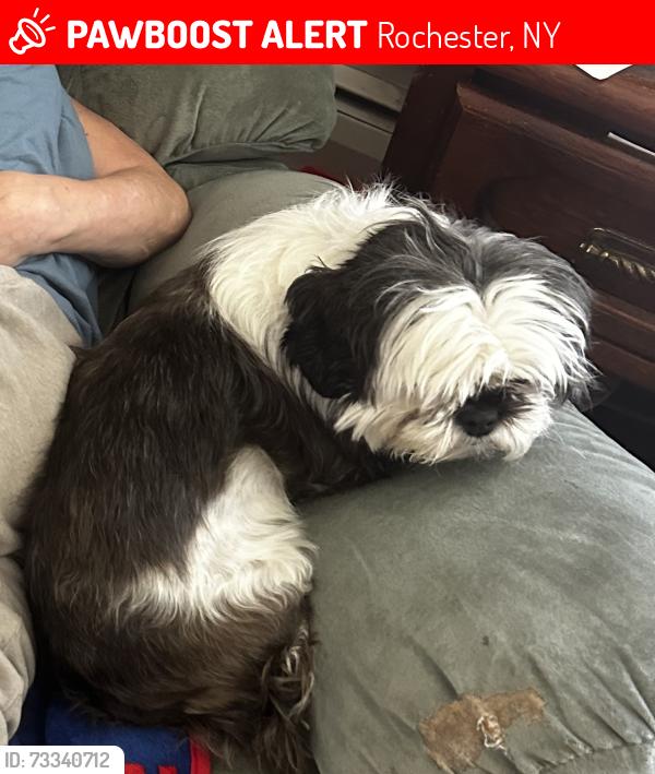 Lost Female Dog last seen Jones Park, Edgerton Park, Rochester, NY 14608
