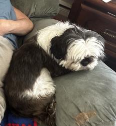 Lost Female Dog last seen Jones Park, Edgerton Park, Rochester, NY 14608