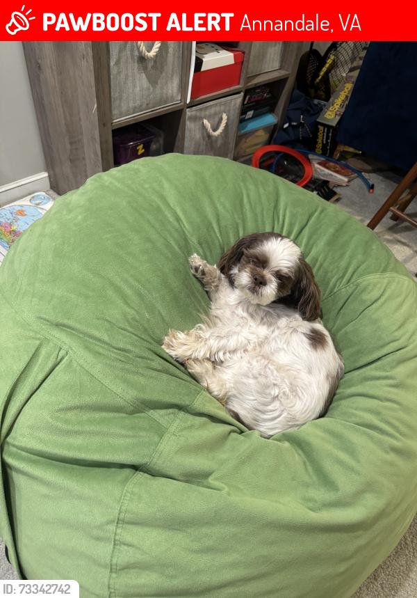 Lost Male Dog last seen Guinea and Argonne, Annandale, VA 22003