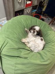 Lost Male Dog last seen Guinea and Argonne, Annandale, VA 22003