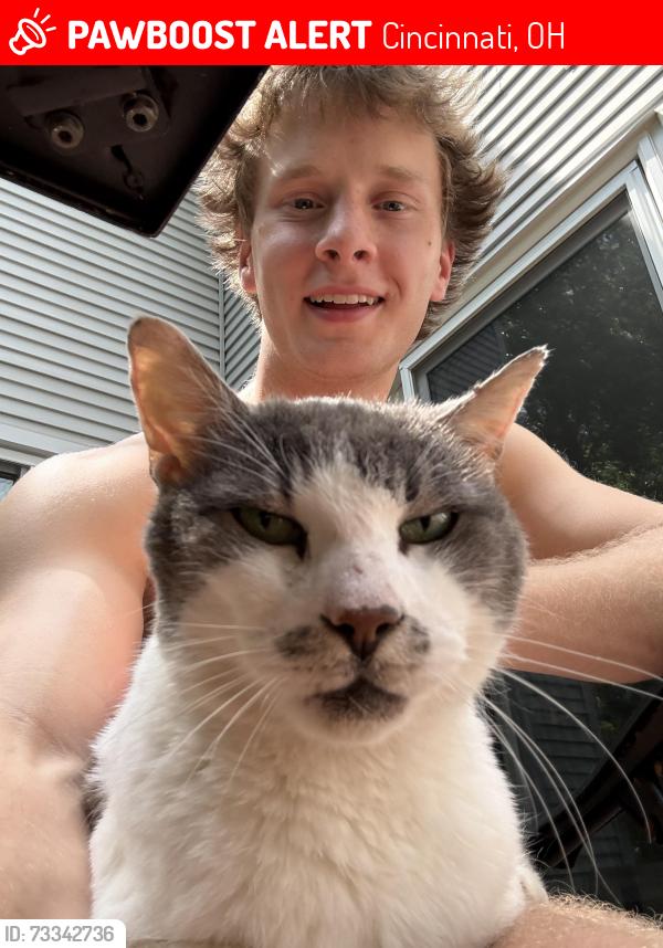 Lost Male Cat last seen Back porch, Cincinnati, OH 45255