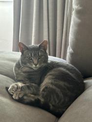 Lost Female Cat last seen Providence Pike and Brayton Rd, Smithfield, RI 02917