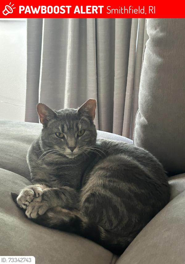 Lost Female Cat last seen Providence Pike and Brayton Rd, Smithfield, RI 02917