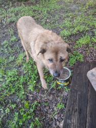 Found/Stray Female Dog last seen Washington street port Richey, Port Richey, FL 34653