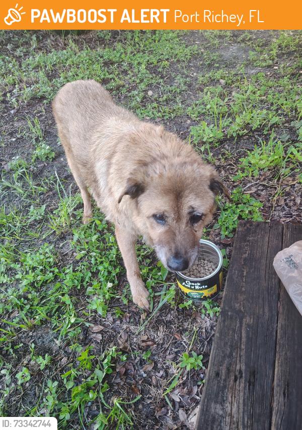 Found/Stray Female Dog last seen Washington street port Richey, Port Richey, FL 34653