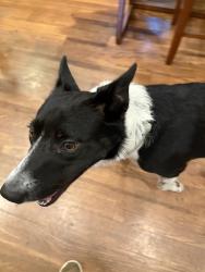 Reunited Male Dog last seen Warrensburg/Rt 37, Delaware, OH 43015