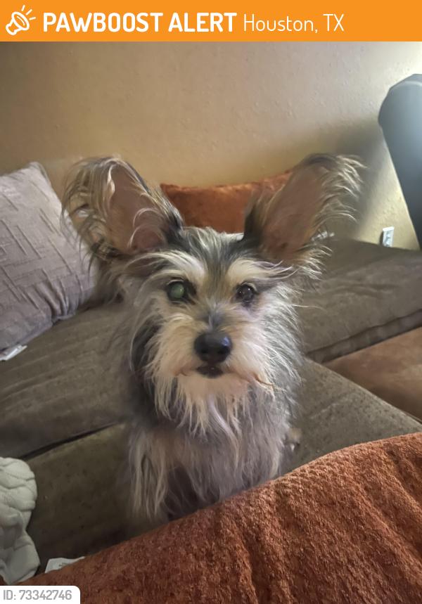 Found/Stray Male Dog last seen Near and Queenston blvd, Houston, TX 77084