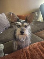 Found/Stray Male Dog last seen Near and Queenston blvd, Houston, TX 77084